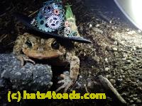 /home//u458753944/public_html/sourcegallery///Roxborough Toad Detour/2021/2021-03-26/P3260031.JPG